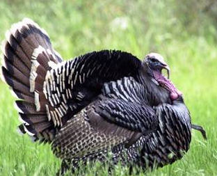 İngilizler hindiye neden Turkey der? 11