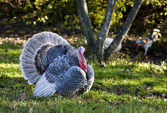 İngilizler hindiye neden Turkey der? 13