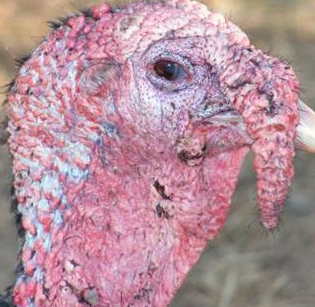 İngilizler hindiye neden Turkey der? 15