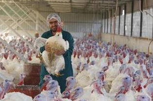 İngilizler hindiye neden Turkey der? 16