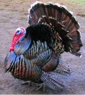 İngilizler hindiye neden Turkey der? 3