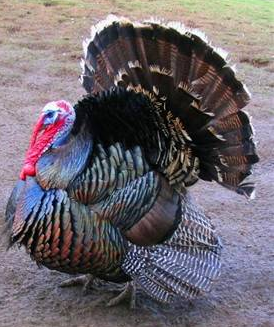 İngilizler hindiye neden Turkey der? 4