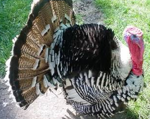 İngilizler hindiye neden Turkey der? 6