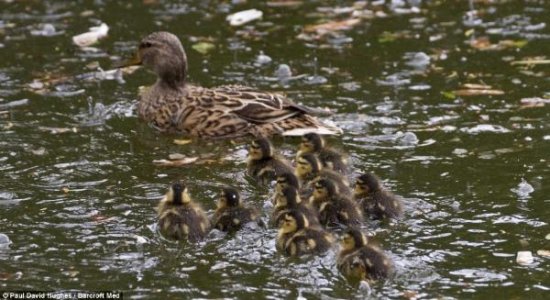 Anne ördek yavrularını böyle korudu 6