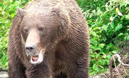 Vahşi hayvanlar kafasını böyle parçaladı 12