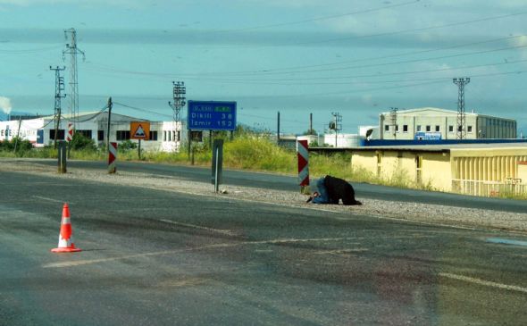 Arılar karayoluna saçıldı 5