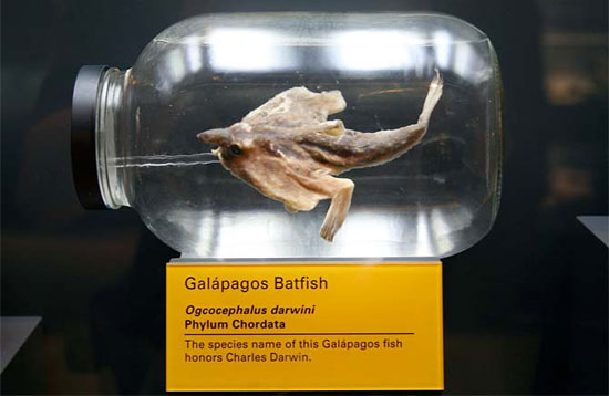 Darwin'in garip oyunu 15