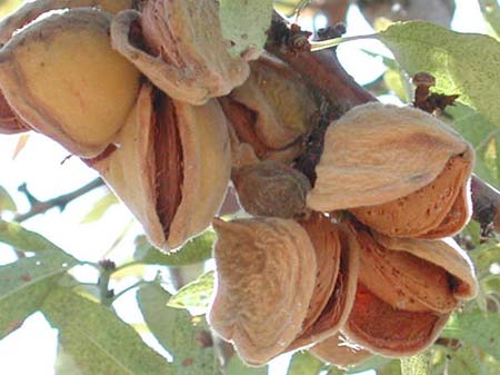 Vücudumuz için gerekli 7 mucizevi besin 4
