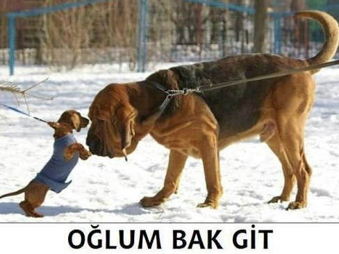 Oğlum Bak Git 1