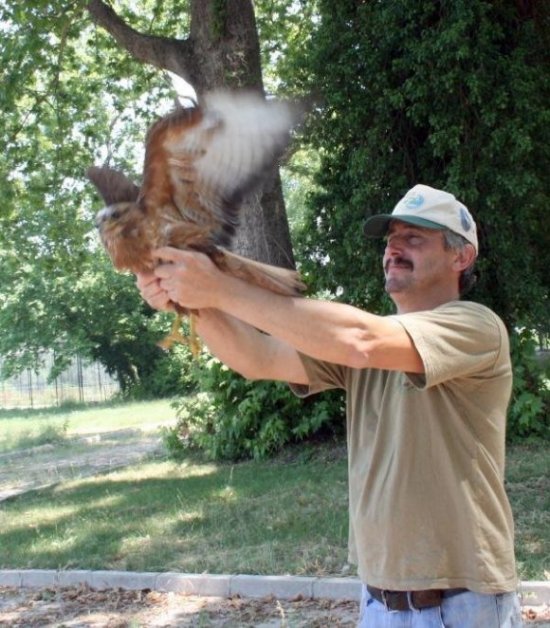 Tedavi edilen şahinler doğaya bırakıldı 1