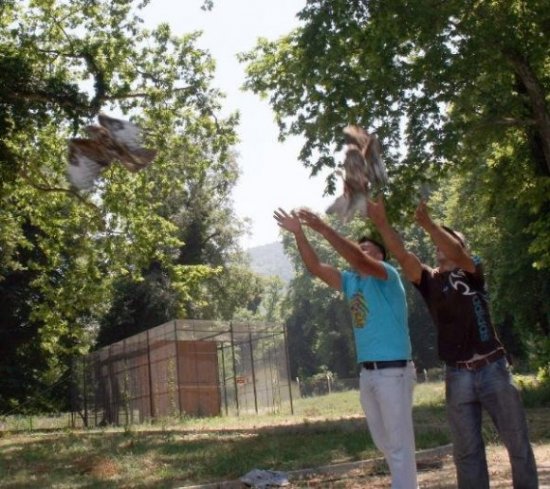 Tedavi edilen şahinler doğaya bırakıldı 2