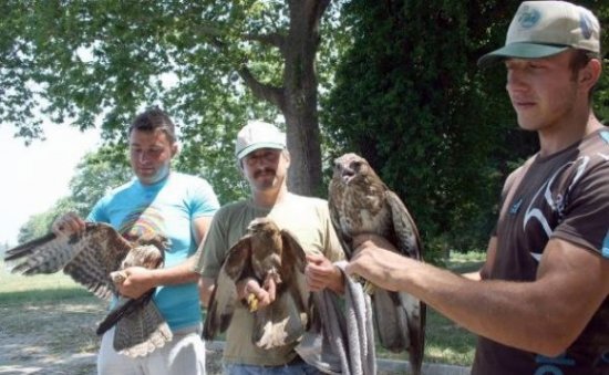 Tedavi edilen şahinler doğaya bırakıldı 3