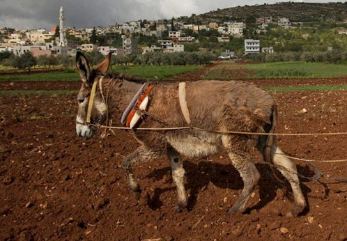 Evlenmek için öyle şeyler seçtiler ki! 4