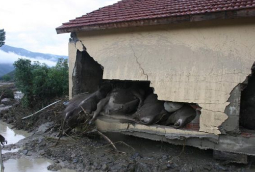 Sinop dehşeti yaşadı 12