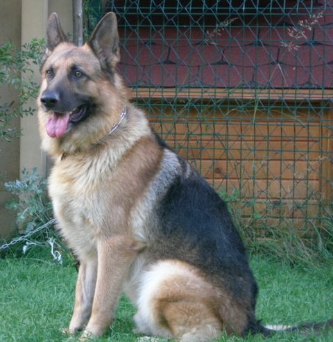 dayanılmaz fobiler, 53
