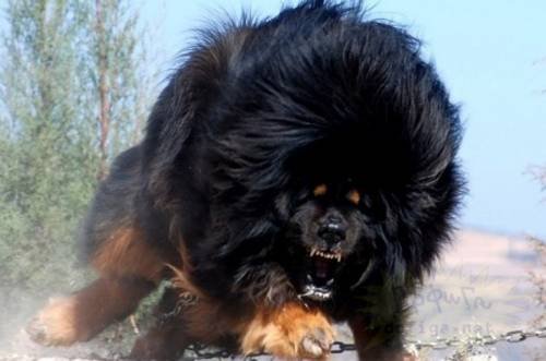 Dünyanın en büyük köpekleri 1