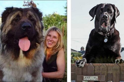 Dünyanın en büyük köpekleri 10