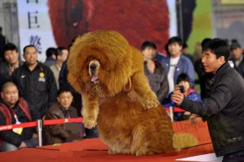 Dünyanın en büyük köpekleri 14