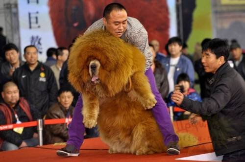 Dünyanın en büyük köpekleri 15