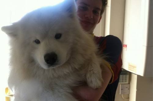 Dünyanın en büyük köpekleri 16