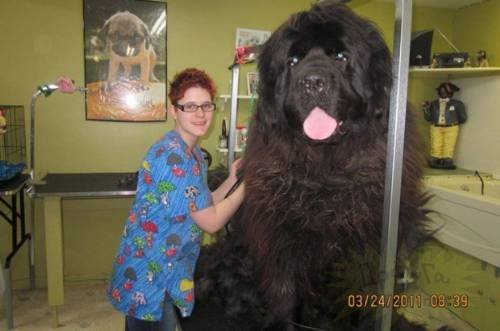 Dünyanın en büyük köpekleri 17