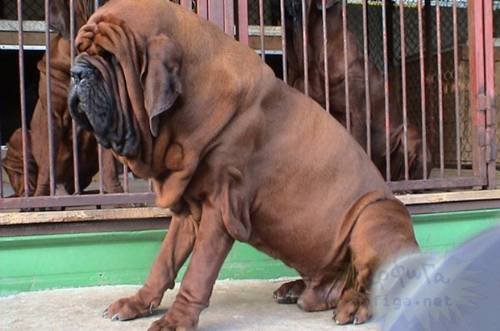 Dünyanın en büyük köpekleri 18