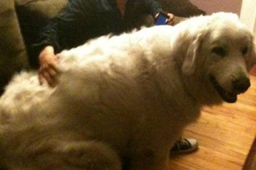 Dünyanın en büyük köpekleri 19