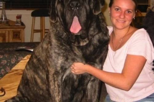 Dünyanın en büyük köpekleri 2