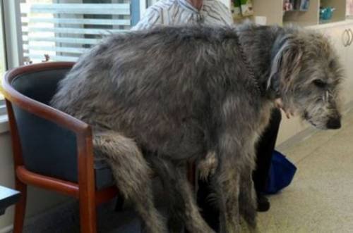 Dünyanın en büyük köpekleri 6