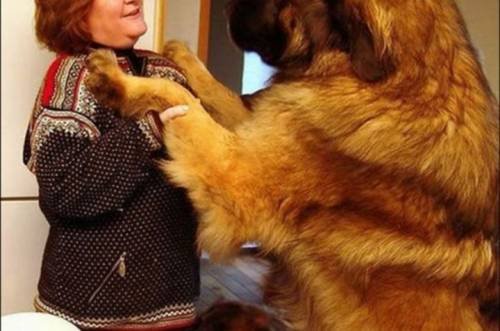 Dünyanın en büyük köpekleri 8