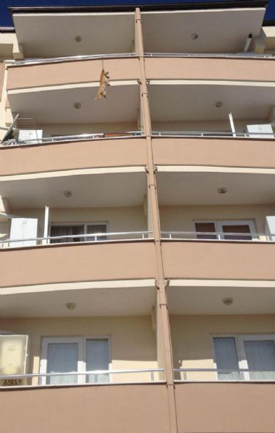 Balkondan asılmış köpek şoku 6