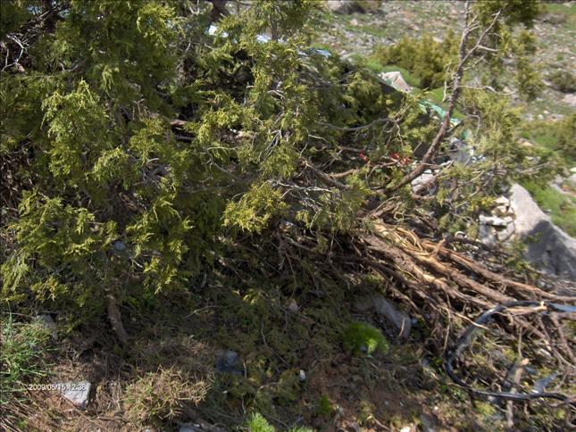 Yazıcıoğlu kazasının fotoğrafları ve skandallar 45