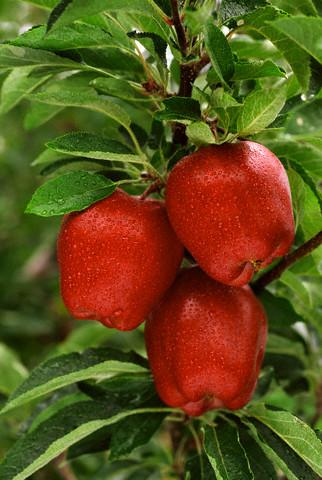 Elmanın faydaları 7