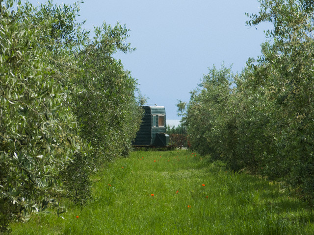 Zeytinin tarihçesi ve faydaları 11