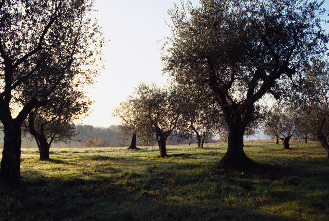 Zeytinin tarihçesi ve faydaları 9