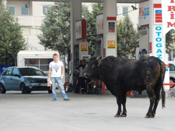 Yurttan kurbanlık manzaralar 12