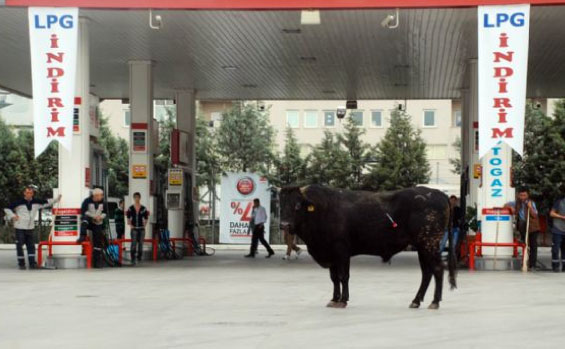 Yurttan kurbanlık manzaralar 14