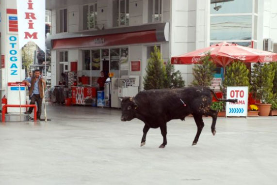 Yurttan kurbanlık manzaralar 16