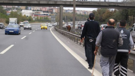 Yurttan kurbanlık manzaralar 17