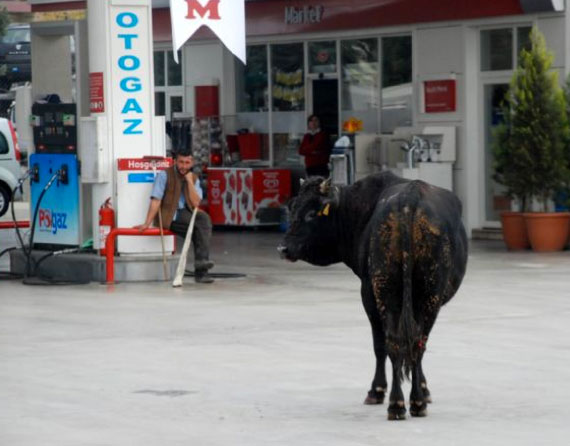 Yurttan kurbanlık manzaralar 18