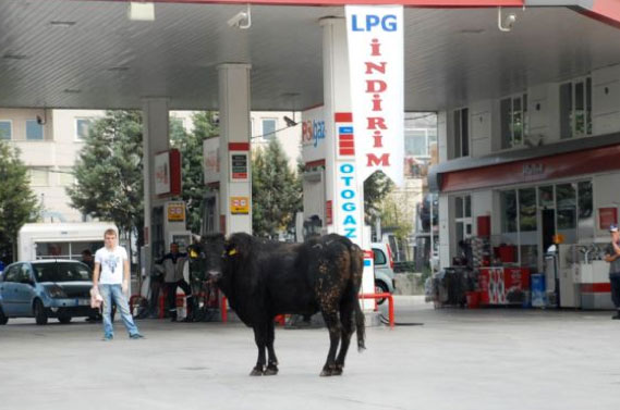 Yurttan kurbanlık manzaralar 20