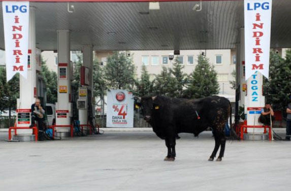 Yurttan kurbanlık manzaralar 21