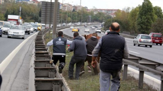 Yurttan kurbanlık manzaralar 5