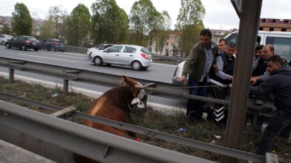 Yurttan kurbanlık manzaralar 7