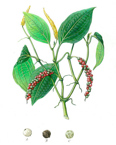 Karabiberin faydaları 4
