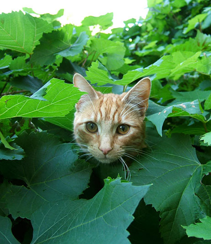 Gençlerden ödüllü fotoğraflar 9