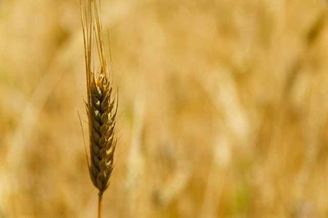 Arpa'nın faydaları 2