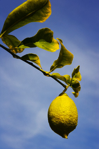 Limonun faydaları 1
