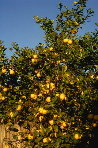 Limonun faydaları 11