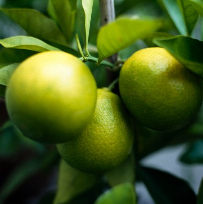 Limonun faydaları 20
